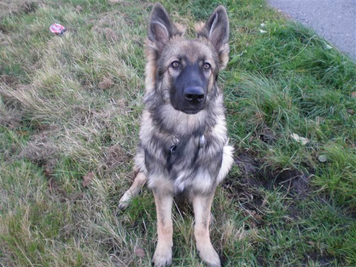 Schæferhund Titan - se jeg sidder så pænt, så hvad med en godbid :) billede 15