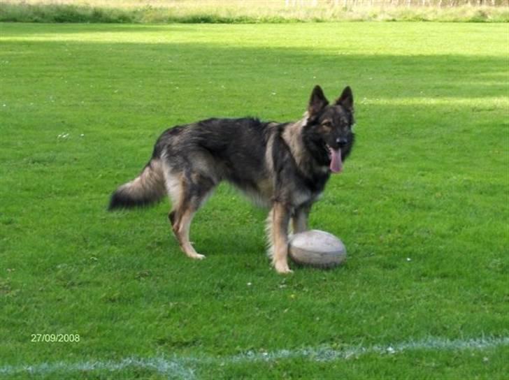 Schæferhund Titan billede 16