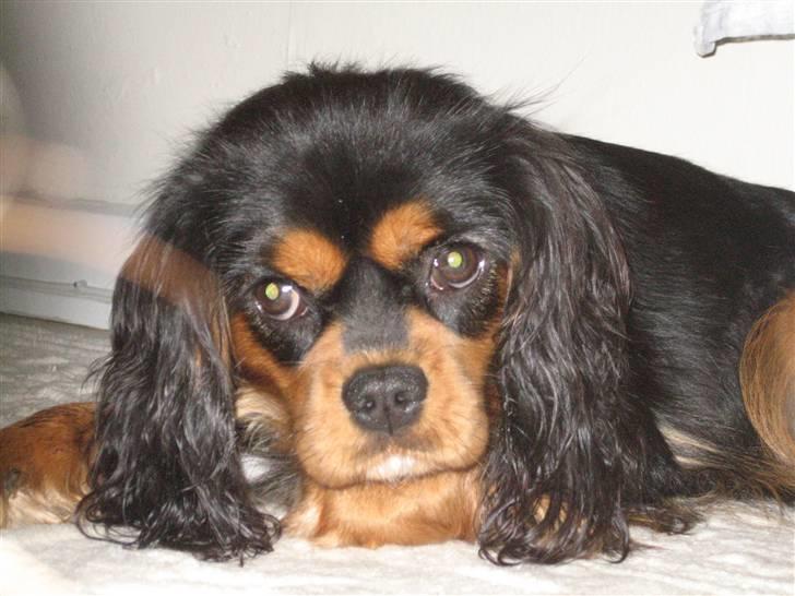 Cavalier king charles spaniel Agerbøl's Lucia - Lucia 1 år 18. oktober 08. billede 3