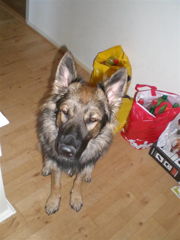 Schæferhund Titan - Godmorgen HG nu er jeg stået op! billede 17