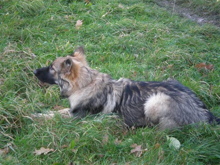 Schæferhund Titan billede 18