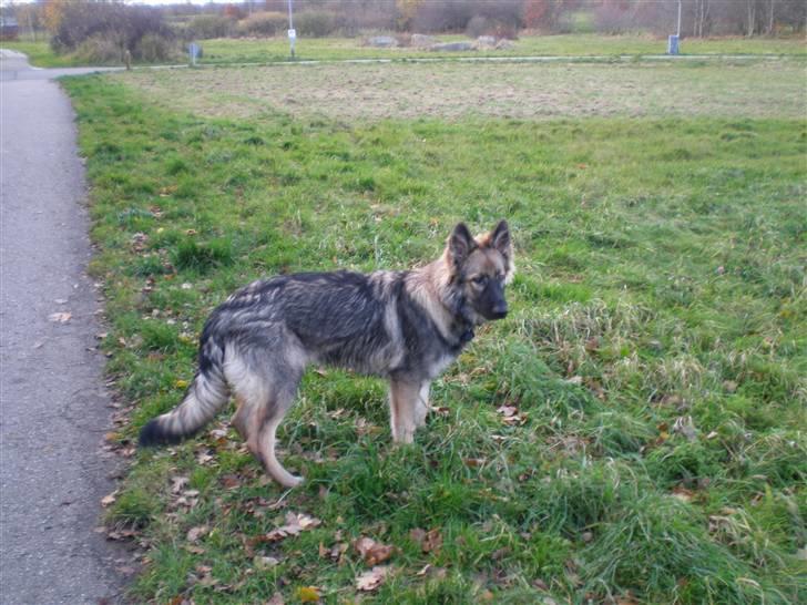 Schæferhund Titan billede 19