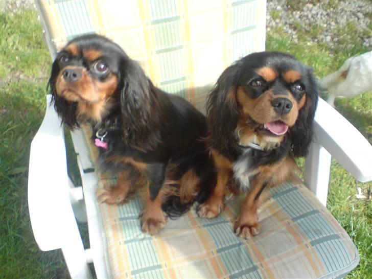 Cavalier king charles spaniel Agerbøl's Lucia - Her sidder Lucia sammen med sin halvsøster Gaia, som er 9 dage ældre. juli 08. billede 6