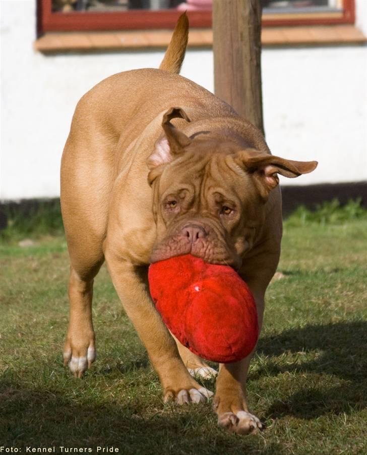 Dogue de bordeaux Cleo 2005-2011 RIP billede 10