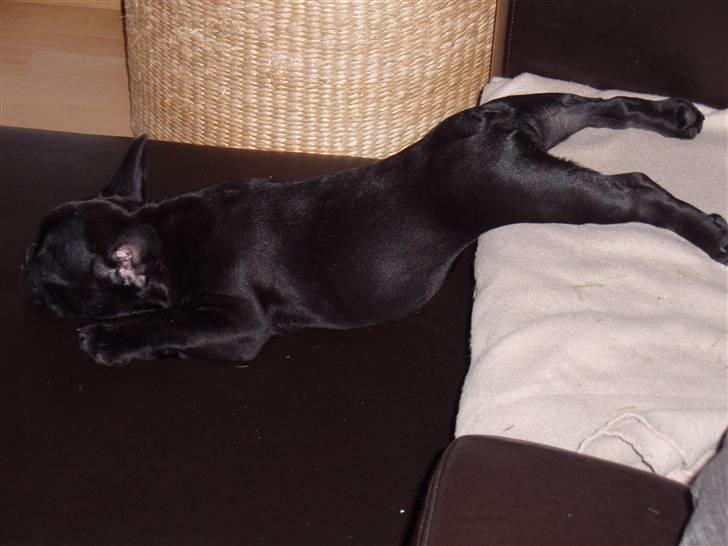 Fransk bulldog Æmmert - Jeg orker ikke, at kravle ned på gulvet billede 8