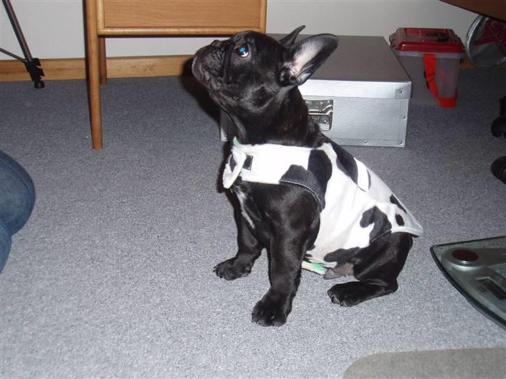 Fransk bulldog Æmmert - Her er min nye ko-frakke, som "mormor" har lavet... Er jeg ikke fin? billede 9