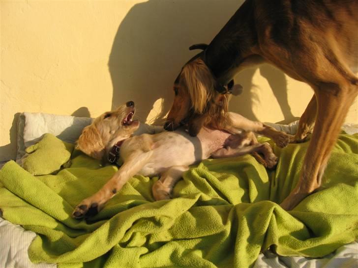 Saluki Qhandahar billede 16