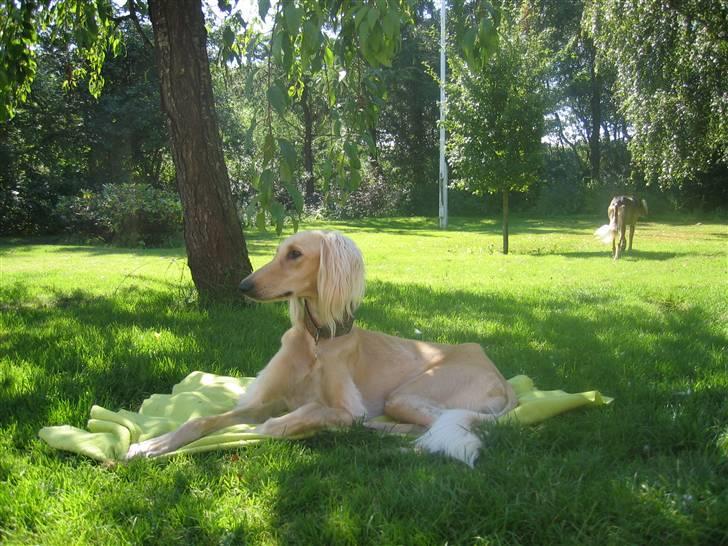 Saluki Qhandahar billede 17