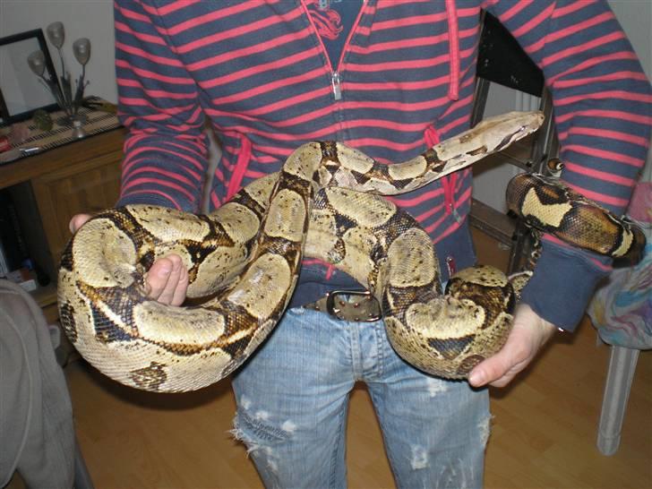 Boxer Shila Cherry - shila´s nye lege kamerat:-)  billede 17