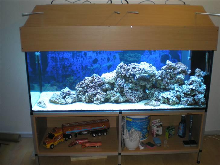 Boxer Shila Cherry - så fik shila lidt mere at kigge på fisk og hajerne kommer ipå fredag så må jeg lige smide et billede ind af min pige i dyb koma :-) billede 18