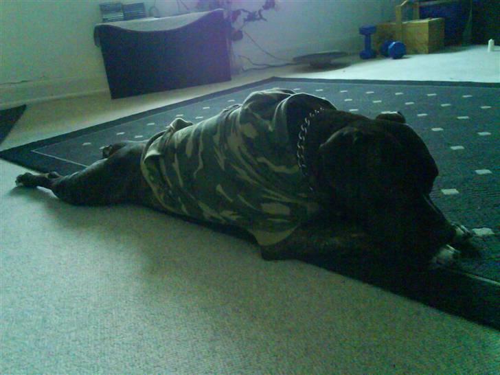 Amerikansk staffordshire terrier Teison - T i millitær ;P billede 9