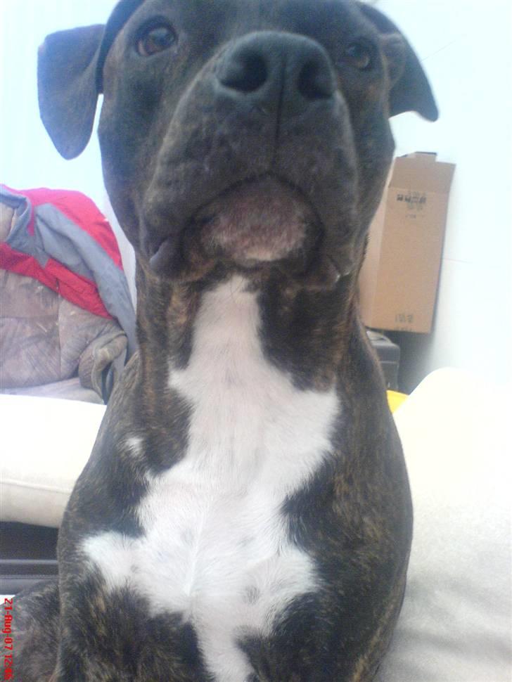 Amerikansk staffordshire terrier Teison billede 10