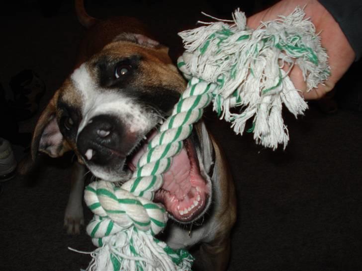 Amerikansk staffordshire terrier Luna R.I.P <3 billede 6