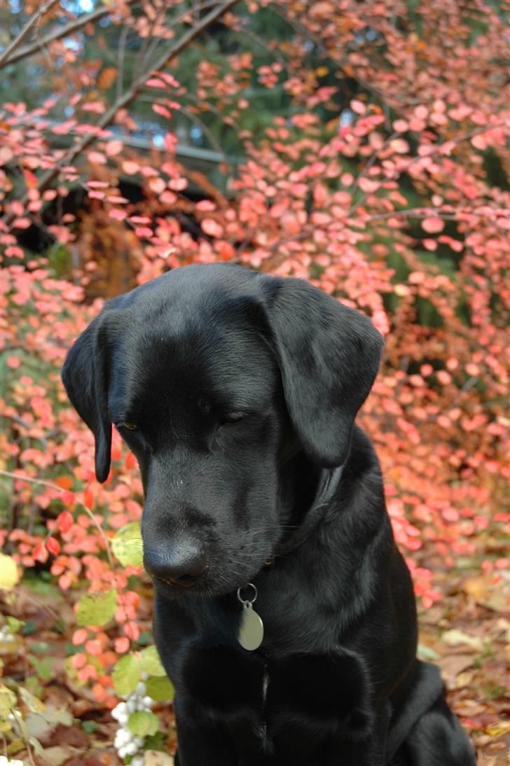 Labrador retriever                     Freja billede 18