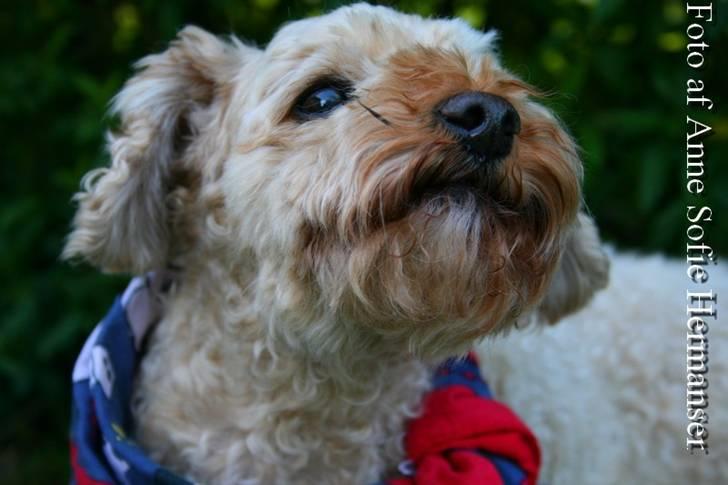 Toypuddel Lady billede 9