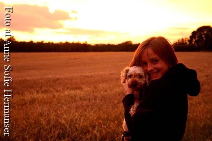 Toypuddel Lady billede 10