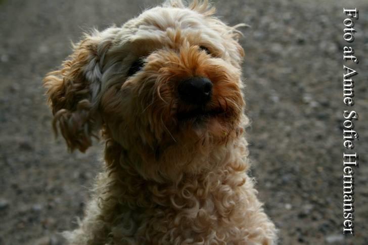 Toypuddel Lady billede 11