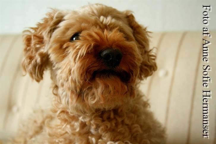 Toypuddel Lady billede 12