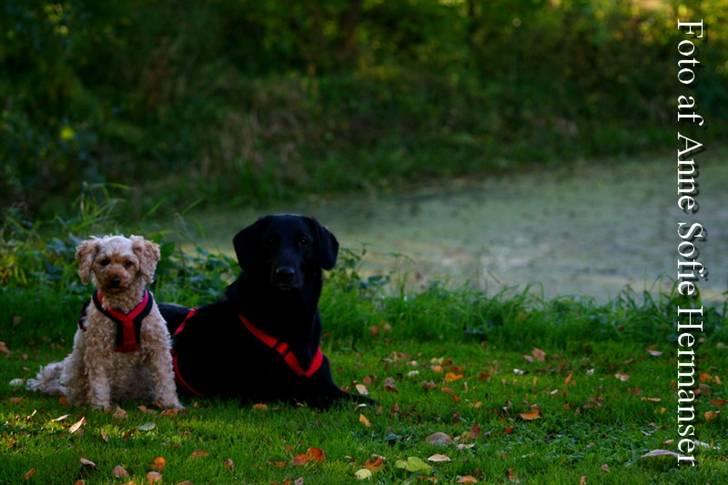 Toypuddel Lady billede 13