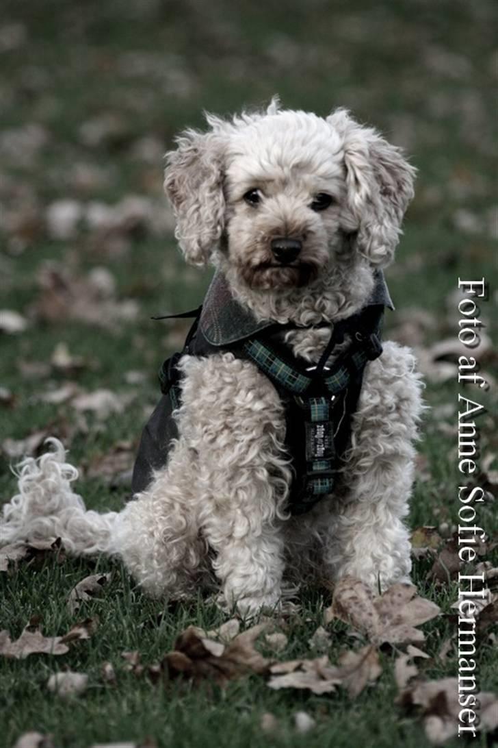 Toypuddel Lady billede 14