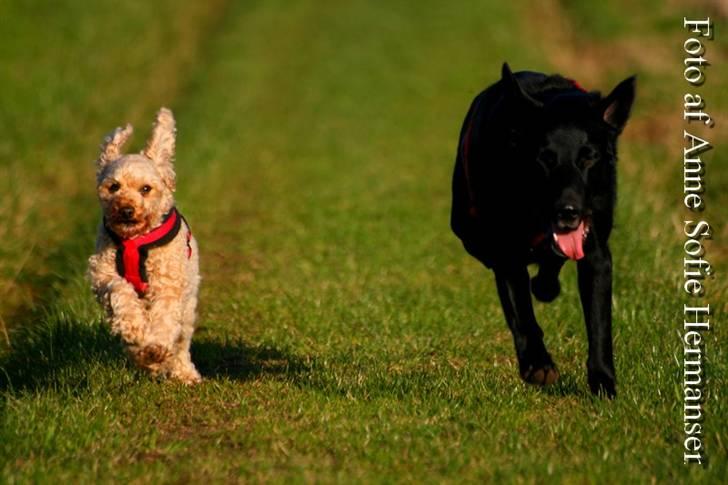 Toypuddel Lady billede 15