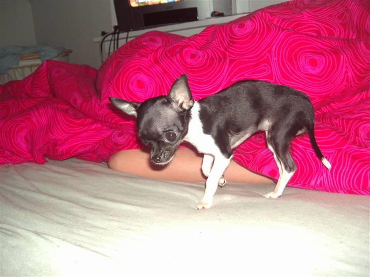 Chihuahua Chanel R.I.P - Nyt November billede 9