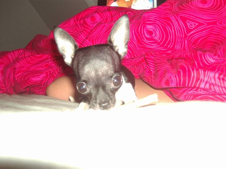 Chihuahua Chanel R.I.P - Nyt November billede 10