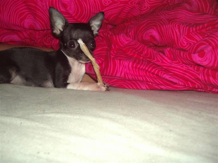 Chihuahua Chanel R.I.P - Nyt November billede 11