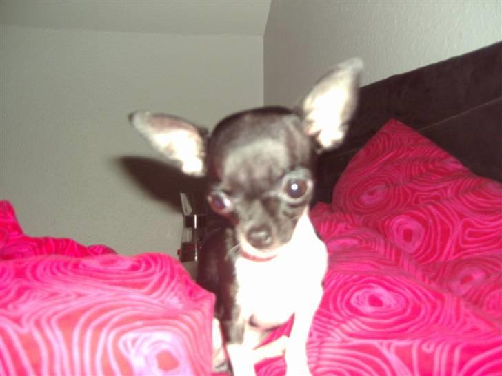 Chihuahua Chanel R.I.P - Nyt November billede 12