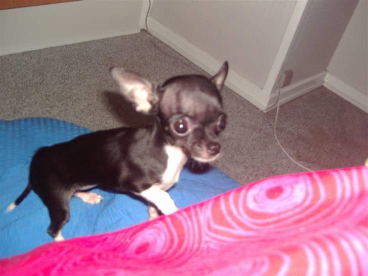 Chihuahua Chanel R.I.P - Nyt November billede 13