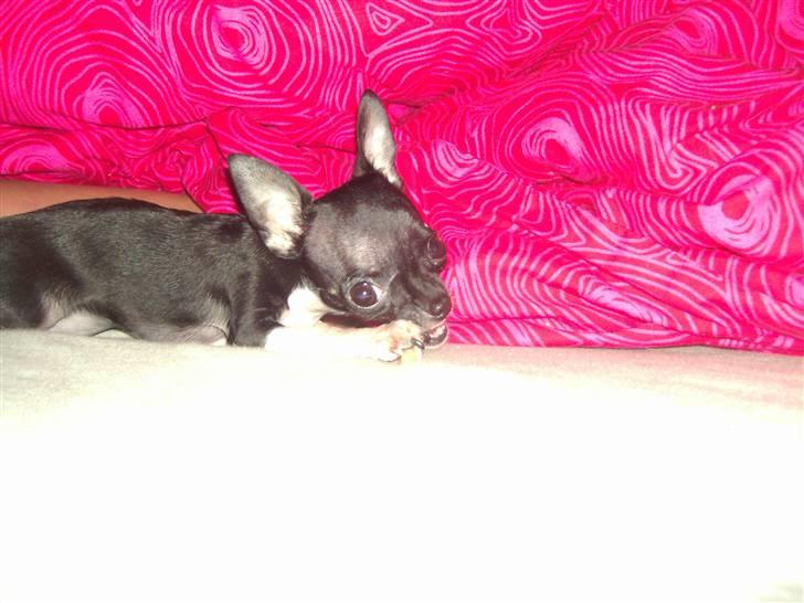 Chihuahua Chanel R.I.P - Nyt November billede 14
