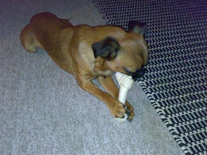 Griffon petit brabancon Kenzo - Det smager sku godt det ben mums... billede 15