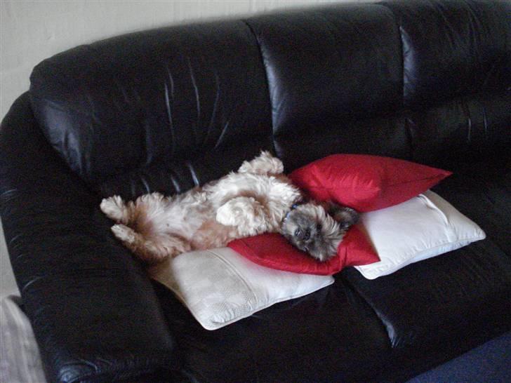 Lhasa apso Sille billede 7