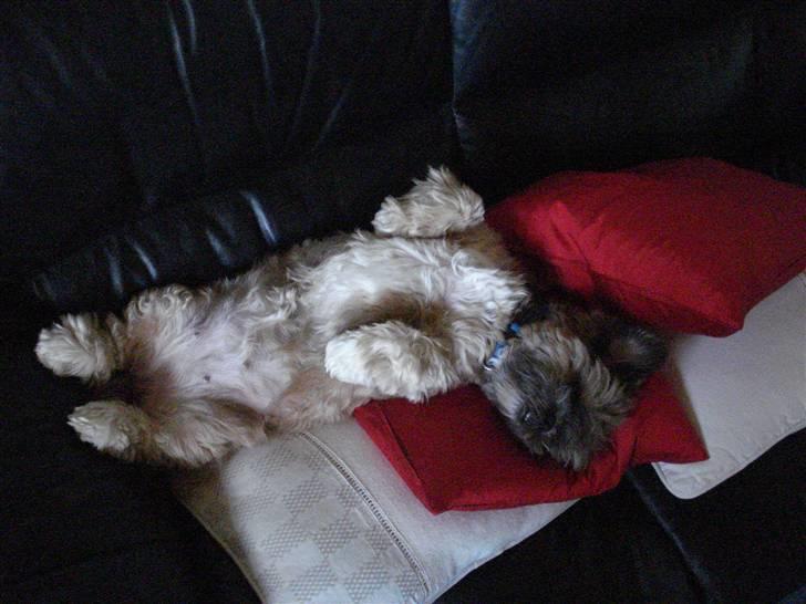 Lhasa apso Sille billede 8