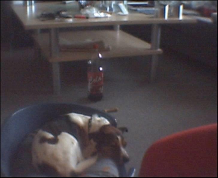 Blanding af racer Charlie - En træt Charlie, efter at ha været til dyrelægen billede 1