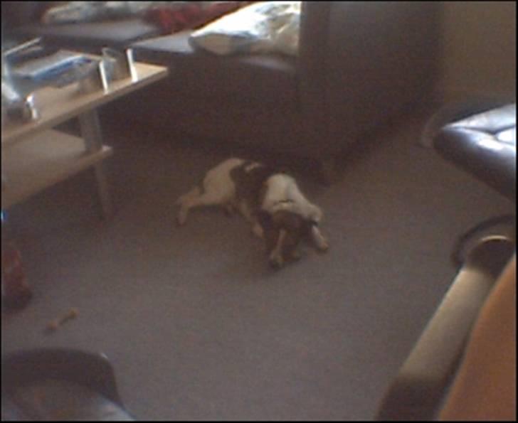 Blanding af racer Charlie - -"- billede 2