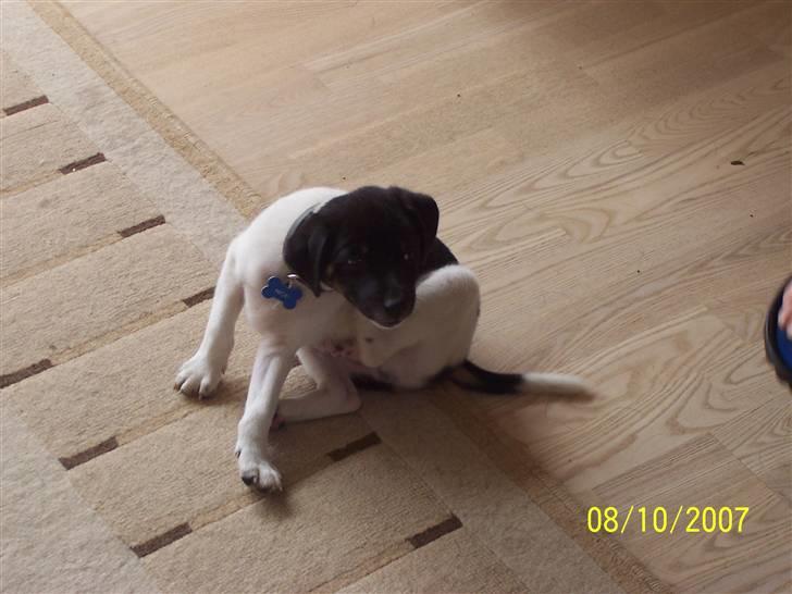 Dansk svensk gaardhund Nico (von diddo) - Ej, hvor sådan et halsbånd klør !  billede 11