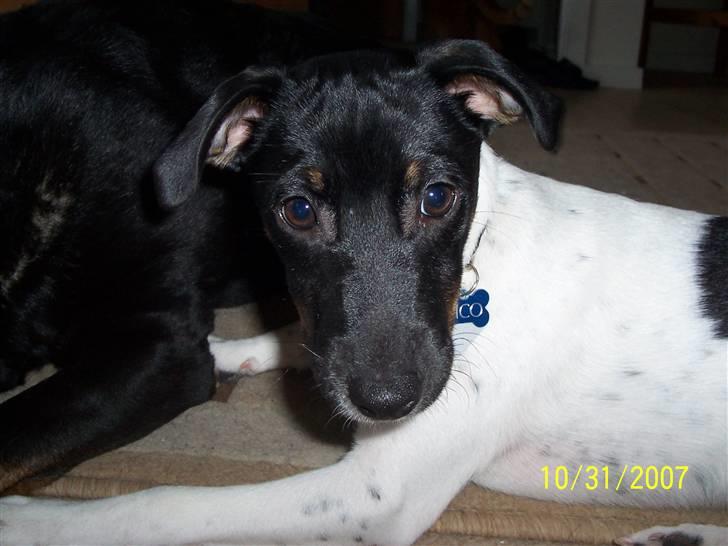 Dansk svensk gaardhund Nico (von diddo) - Er jeg ikk bare smuk ? billede 12