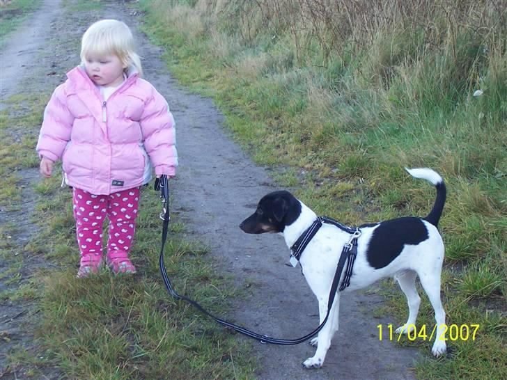 Dansk svensk gaardhund Nico (von diddo) - Lufter lige min menneske hvalp... billede 13