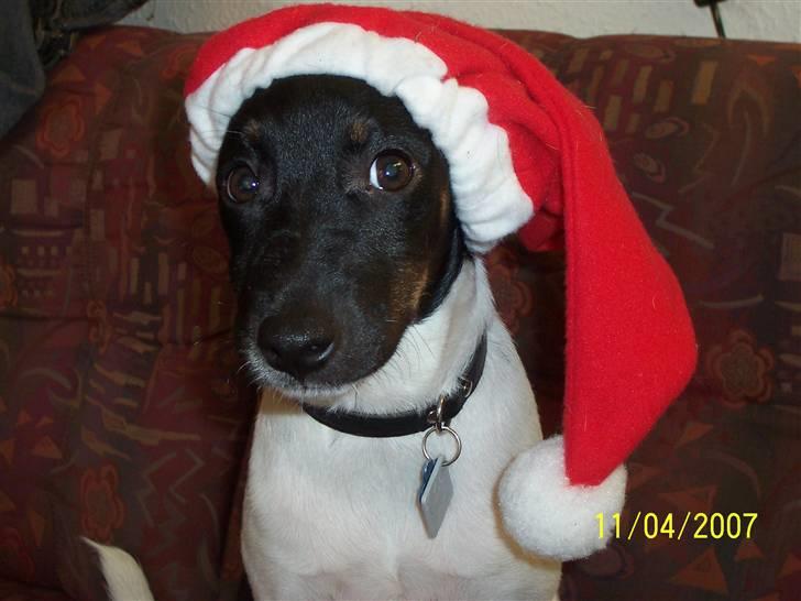 Dansk svensk gaardhund Nico (von diddo) - Øhh... Nogen der gider hjælpe mig ?? billede 14