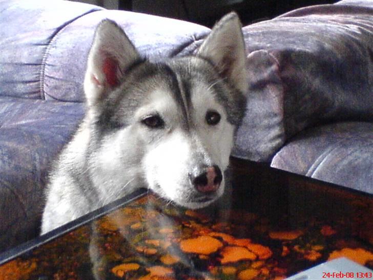 Siberian husky R.I.P Kimik´s Dinna - Det er bare godt at bordhøjden passer, det kan jo være tungt at holde hoved selv  billede 1