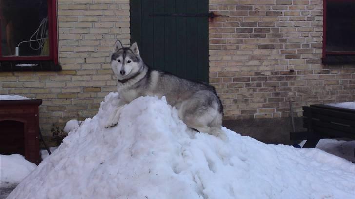 Siberian husky R.I.P Kimik´s Dinna billede 2
