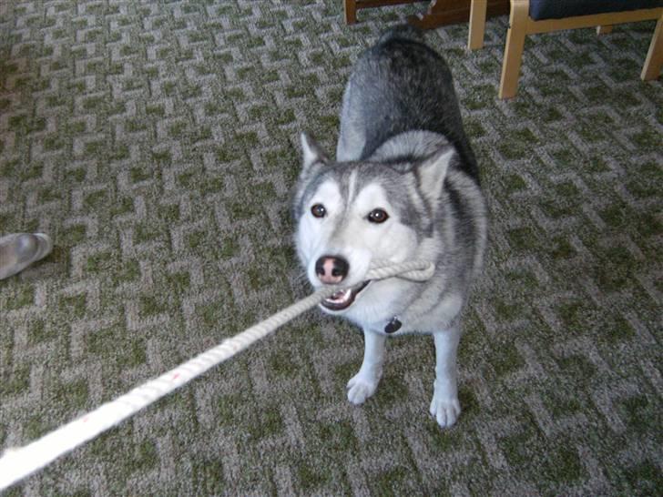 Siberian husky R.I.P Kimik´s Dinna - Ej hvor jeg bare trækker i den snor billede 3