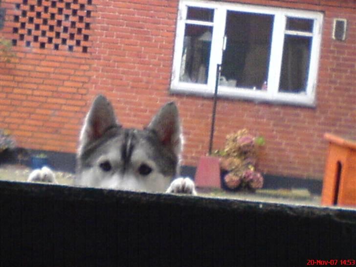 Siberian husky R.I.P Kimik´s Dinna - hej mor hvad laver du ude i laden, får hestene nu gullerøder igen! billede 4