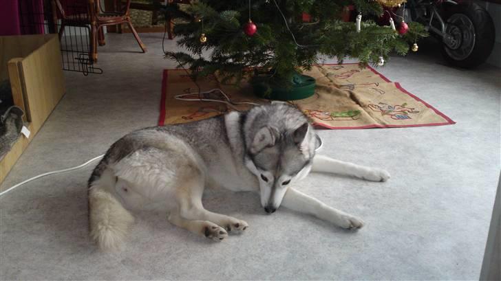 Siberian husky R.I.P Kimik´s Dinna billede 5