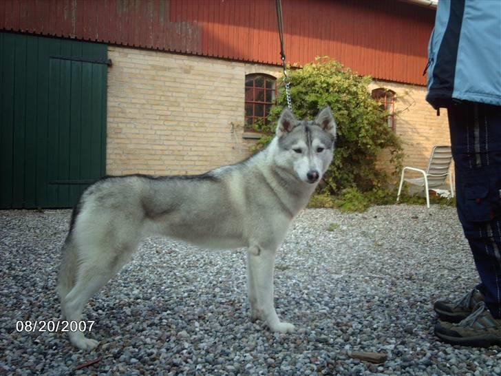 Siberian husky R.I.P Kimik´s Dinna - Står jeg ikke bare flot? billede 6