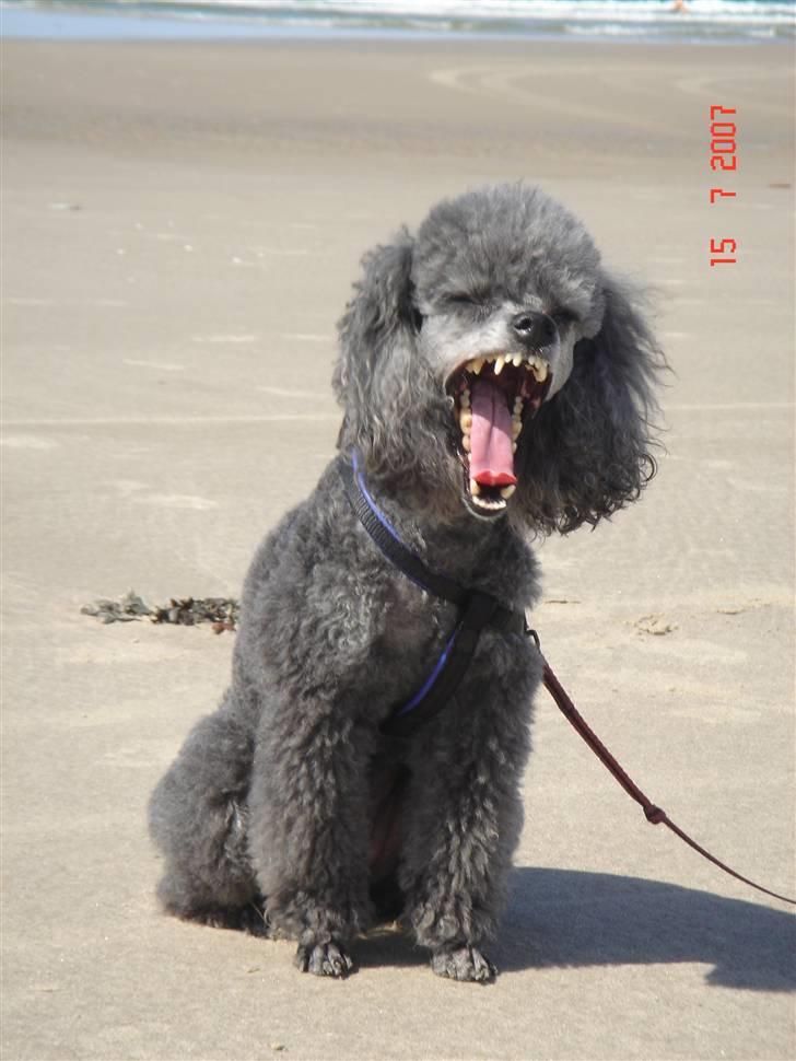 Dværgpuddel Hodja - GAB - gider ikke og have taget flere billeder, vil hellere ud og løbe. billede 6