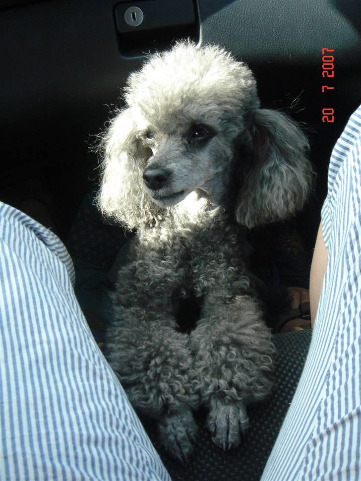 Dværgpuddel Hodja - Ud og kører en tur i bilen :) billede 7