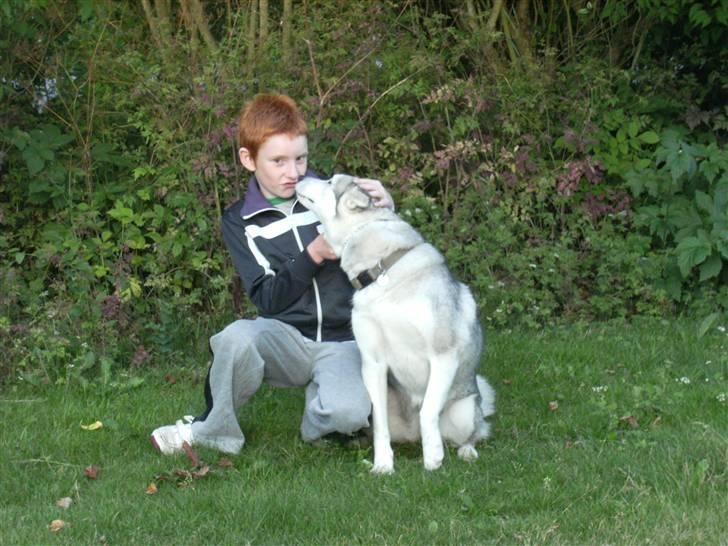 Siberian husky R.I.P Kimik´s Dinna - Hvad vil du nu marck, skal vi træne mere?? billede 7
