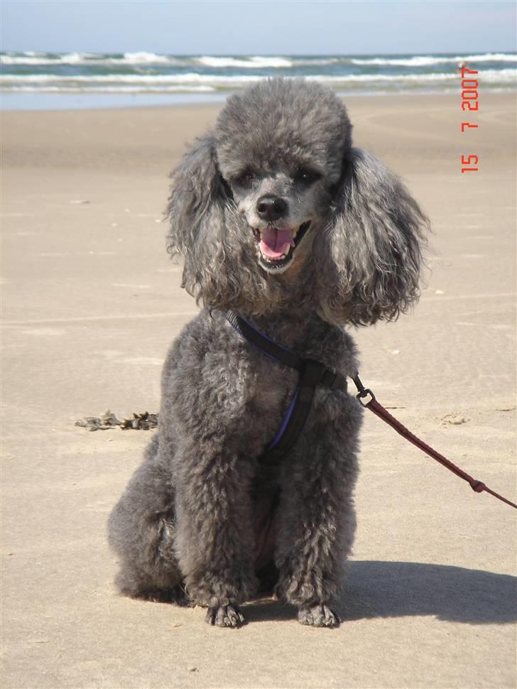 Dværgpuddel Hodja - På stranden  billede 8